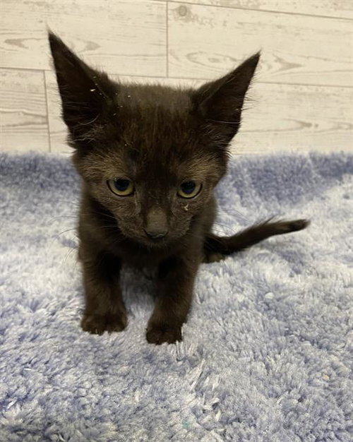 JADE, Baby Domestic Medium Hair (medium coat), cat for adoption in Merced, California