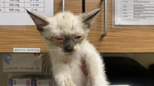 A611039, Baby Siamese (medium coat), cat for adoption in Merced, California