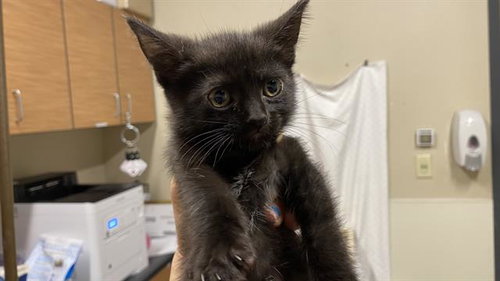 *LICORICE, Baby Domestic Medium Hair (medium coat), cat for adoption in Merced, California