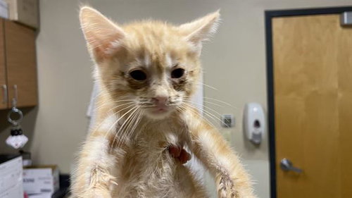 * CANDY CORN, Baby Domestic Medium Hair (medium coat), cat for adoption in Merced, California