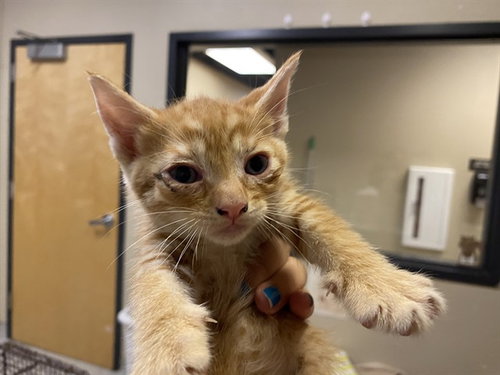 A610374, Baby Domestic Short Hair (medium coat), cat for adoption in Merced, California