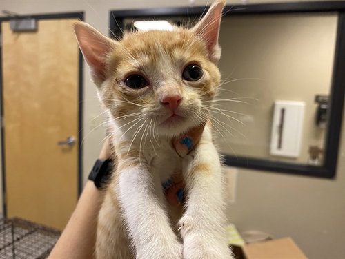 A610376, Baby Domestic Short Hair (medium coat), cat for adoption in Merced, California