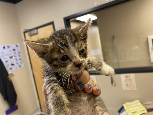 A610377, Baby Domestic Short Hair (medium coat), cat for adoption in Merced, California