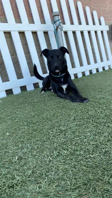 Shadow - Labrador Retriever
