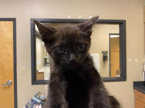 *HOT DOG, Baby Domestic Medium Hair (medium coat), cat for adoption in Merced, California