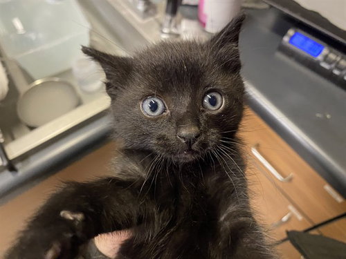 *RONALD, Baby Domestic Medium Hair (medium coat), cat for adoption in Merced, California