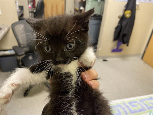 *MITTENS, Baby Domestic Medium Hair (medium coat), cat for adoption in Merced, California