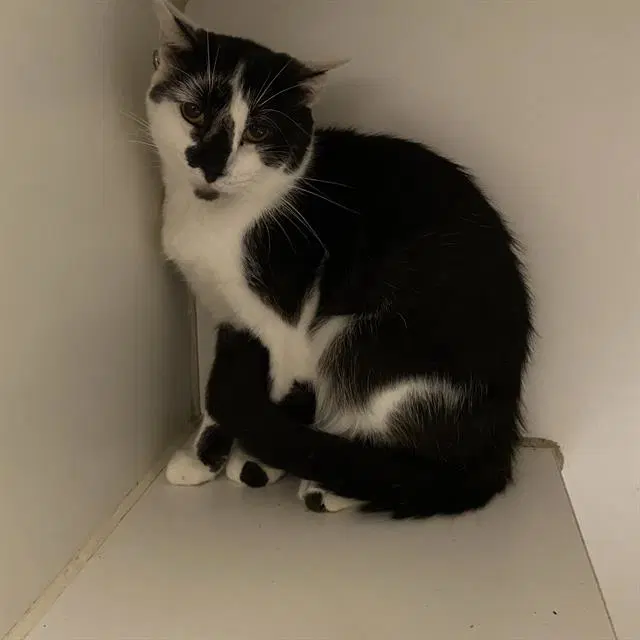 Unknown - Domestic Short Hair