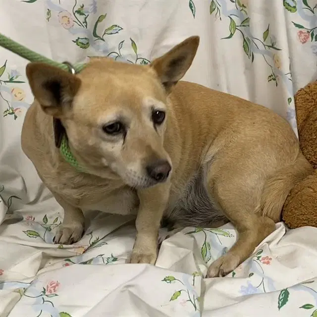 Jack - Chihuahua