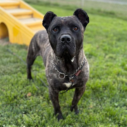 *MARKY MARK, an adoptable Cane Corso Mastiff in Modesto, CA