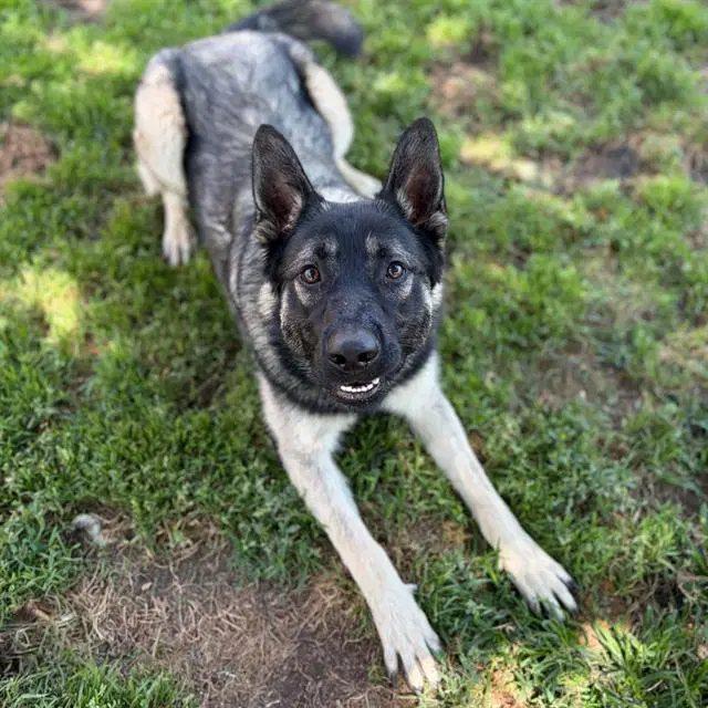 Hollander - German Shepherd Dog