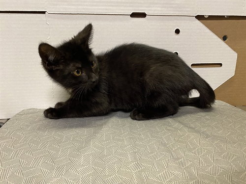 A611277, Baby Domestic Short Hair (medium coat), cat for adoption in Modesto, California