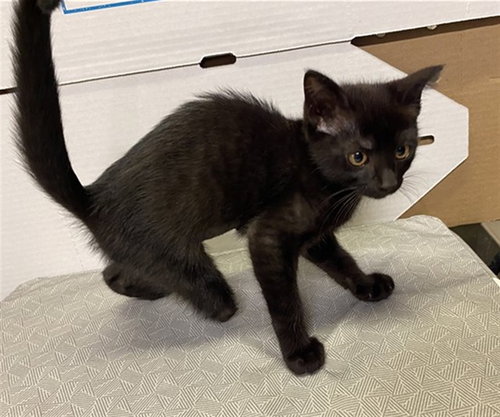 A611278, Baby Domestic Short Hair (medium coat), cat for adoption in Modesto, California