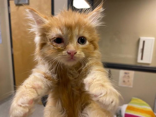 *FLUFFY