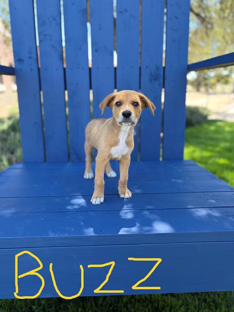 *BUZZ