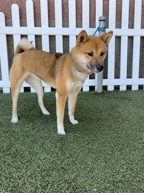 SHIBA