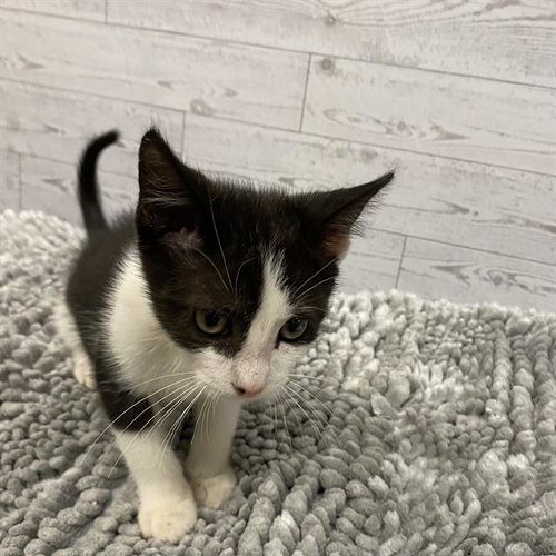 A611677, an adoptable Domestic Short Hair in Modesto, CA