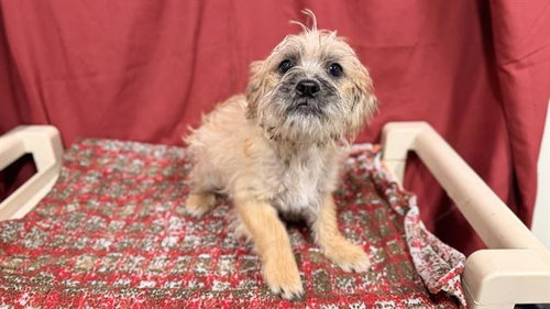 CHEWY