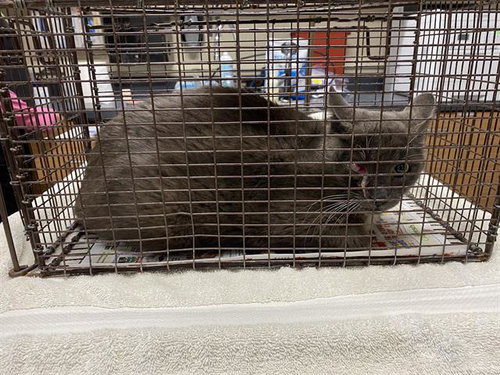 HORON, Adult Domestic Short Hair (medium coat), cat for adoption in Modesto, California