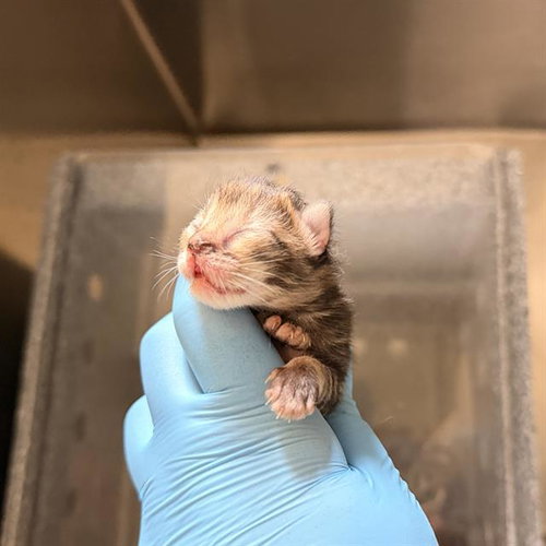 A611617, Adult Domestic Short Hair (medium coat), cat for adoption in Modesto, California