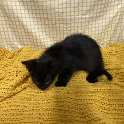 A611693, Baby Domestic Medium Hair (medium coat), cat for adoption in Ceres, California