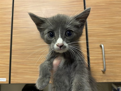 A611816, Baby Domestic Medium Hair (medium coat), cat for adoption in Ceres, California