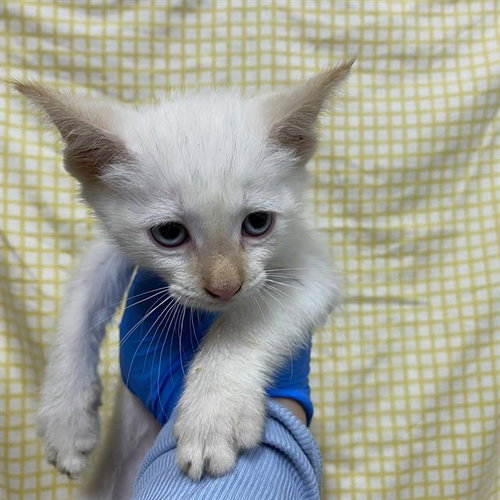 A611701, Baby Domestic Medium Hair (medium coat), cat for adoption in Ceres, California