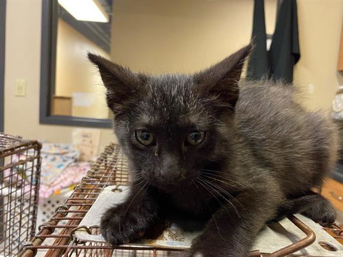 A611476, Baby Domestic Short Hair (medium coat), cat for adoption in Manteca, California