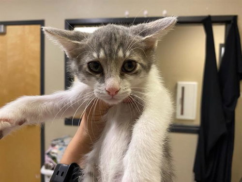 A611482, Baby Domestic Short Hair (medium coat), cat for adoption in Manteca, California