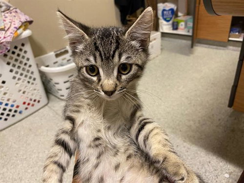 *TOM, Baby Domestic Short Hair (medium coat), cat for adoption in Manteca, California