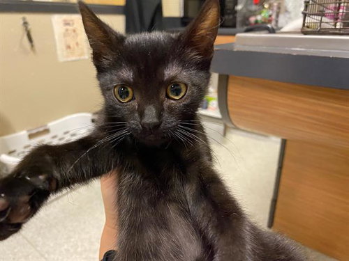 *JERI, Baby Domestic Short Hair (medium coat), cat for adoption in Manteca, California