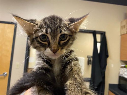 A611473, Baby Domestic Long Hair (medium coat), cat for adoption in Manteca, California