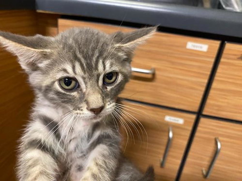 A611478, Baby Domestic Short Hair (medium coat), cat for adoption in Manteca, California
