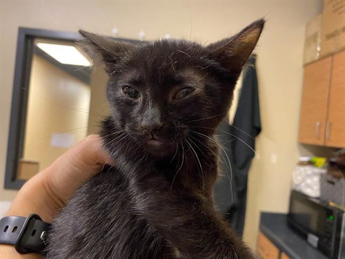 A611479, Baby Domestic Short Hair (medium coat), cat for adoption in Manteca, California