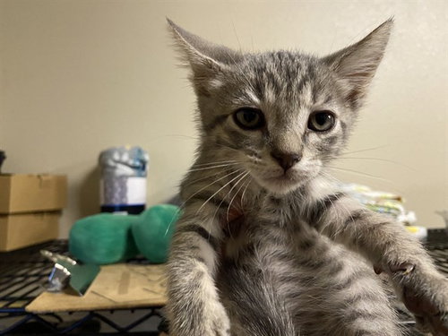 A611818, Baby Domestic Short Hair (medium coat), cat for adoption in Manteca, California