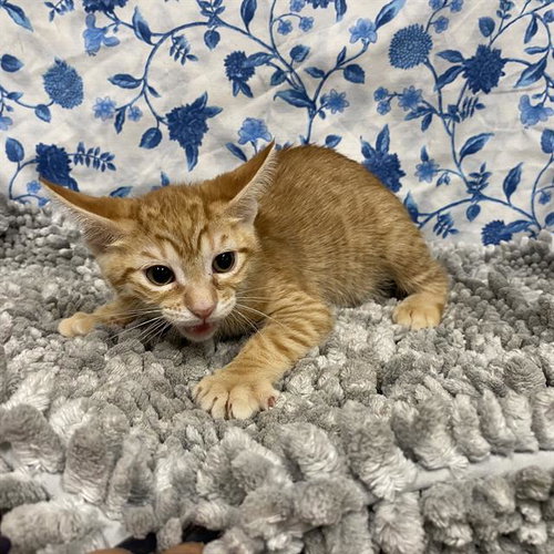 *PEPPA, Baby Domestic Short Hair (medium coat), cat for adoption in Manteca, California