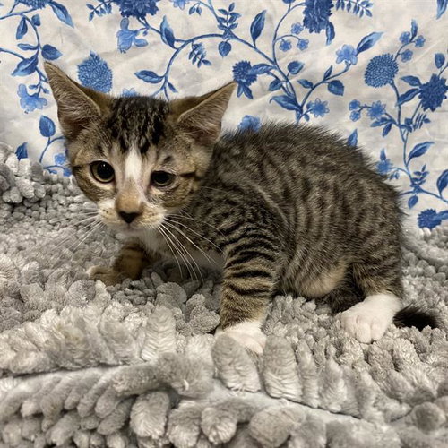 *BRUNO, Baby Domestic Short Hair (medium coat), cat for adoption in Manteca, California