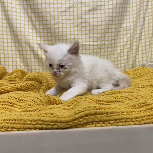 A611697, Baby Domestic Long Hair (medium coat), cat for adoption in Manteca, California
