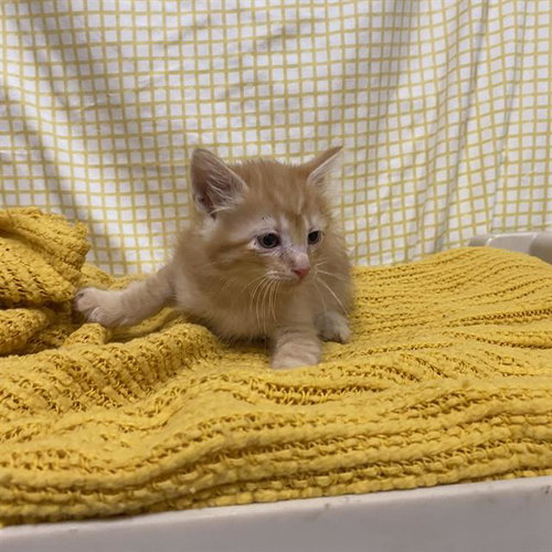 A611698, Baby Domestic Long Hair (medium coat), cat for adoption in Manteca, California