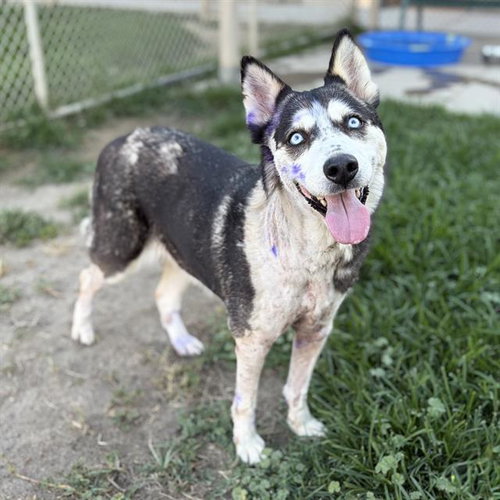 *BLUEBERRY, an adoptable Siberian Husky in Modesto, CA