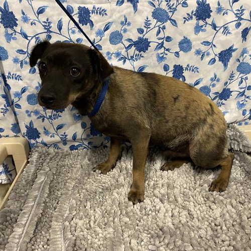 *SWADE, an adoptable Chihuahua in Modesto, CA