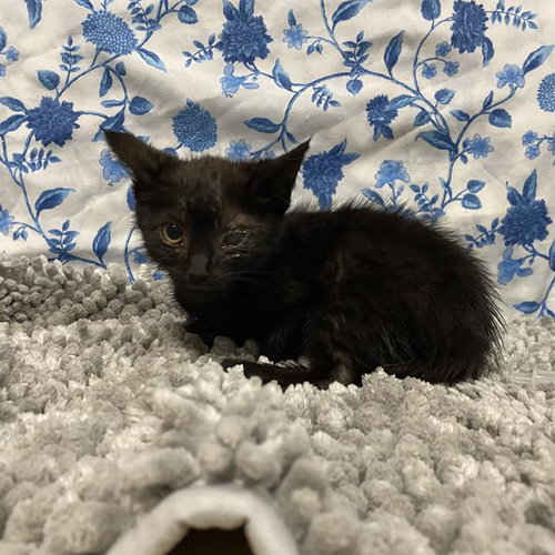A611984, an adoptable Domestic Medium Hair in Modesto, CA