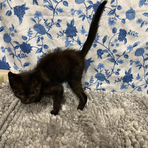A612014, an adoptable Domestic Short Hair in Modesto, CA