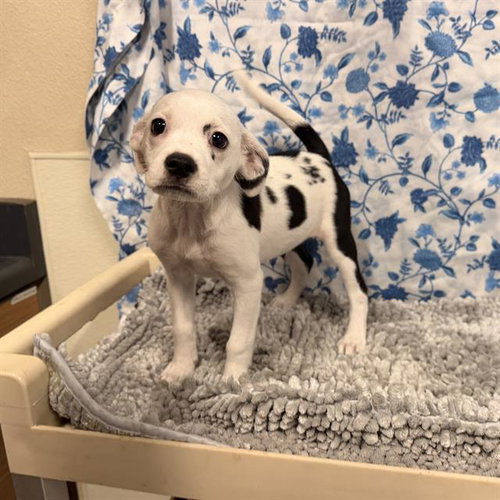 A612045, an adoptable Pit Bull Terrier in Modesto, CA