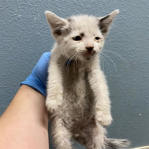 *ZUKO, an adoptable Domestic Short Hair in Modesto, CA