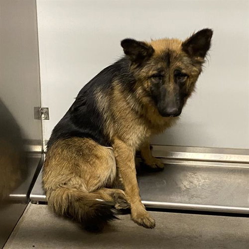 *GINGER, an adoptable German Shepherd Dog in Modesto, CA