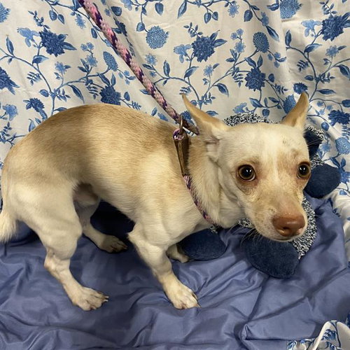 A612149, an adoptable Chihuahua in Modesto, CA