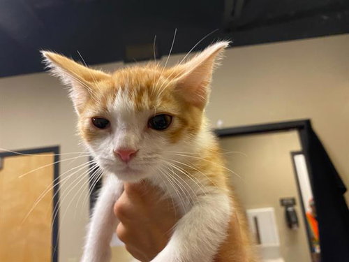A612174, an adoptable Domestic Short Hair in Modesto, CA