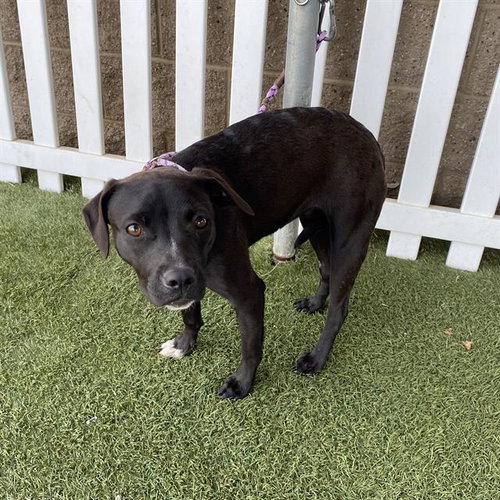 A612176, an adoptable Staffordshire Bull Terrier in Modesto, CA