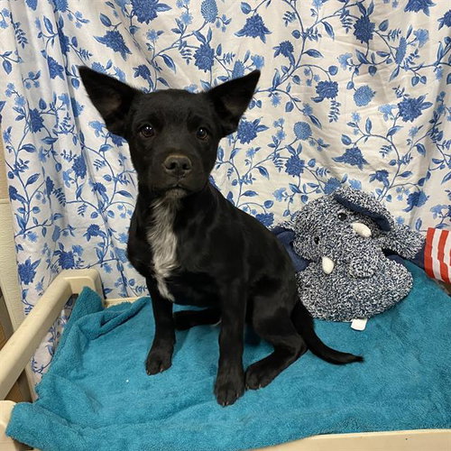 A612207, an adoptable Queensland Heeler in Modesto, CA
